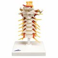 Toys4.0 Anatomical Model Cervical Spinal Column TO2580327